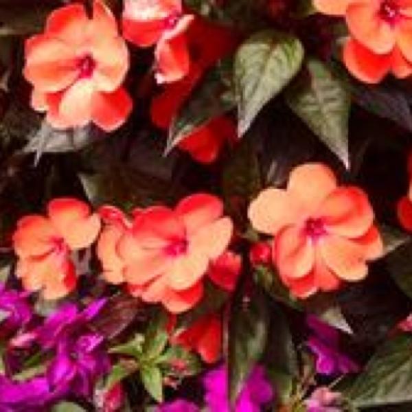 Impatiens Sun Harmony Orange, flat orange flowers