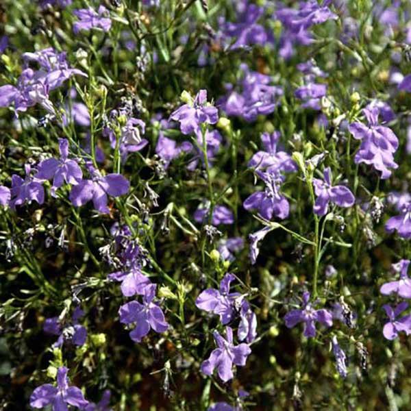 Regatta Midnight Blue Lobelia