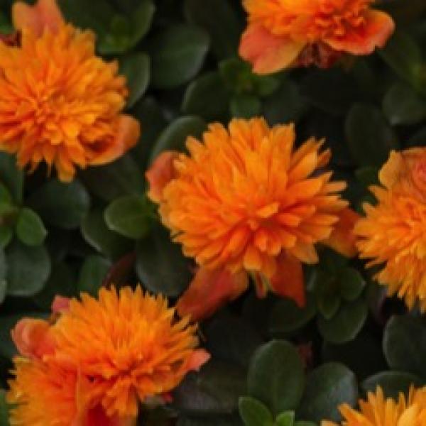 Moss rose Color Blast Double Orange, orange pompoms