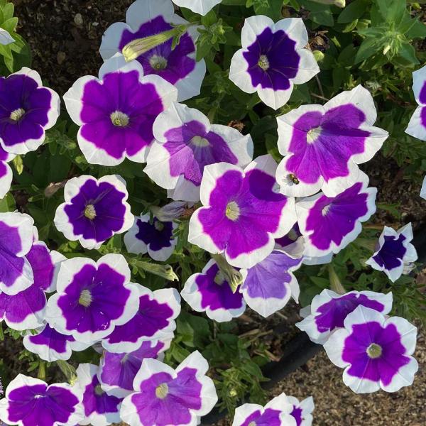 Petunia, Mounding - Headliner Dark Violet Picotee | Friends School