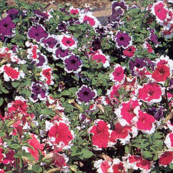 Petunia 'Hula Hoop Rose', magenta petunias with white edges