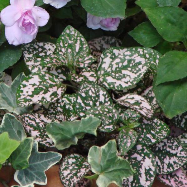 Hypoestes Pink, light pink mottled leaves