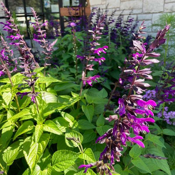 Salvia - Amistad | Friends School Plant Sale