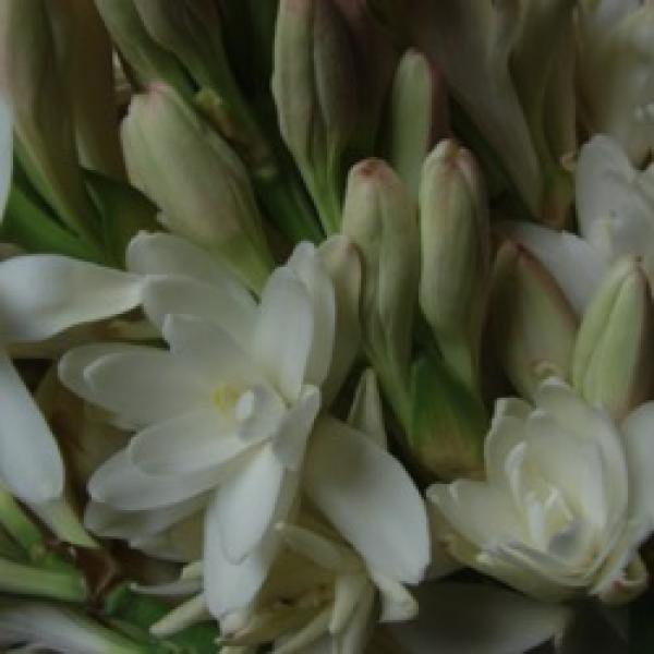 White tuberose flowers