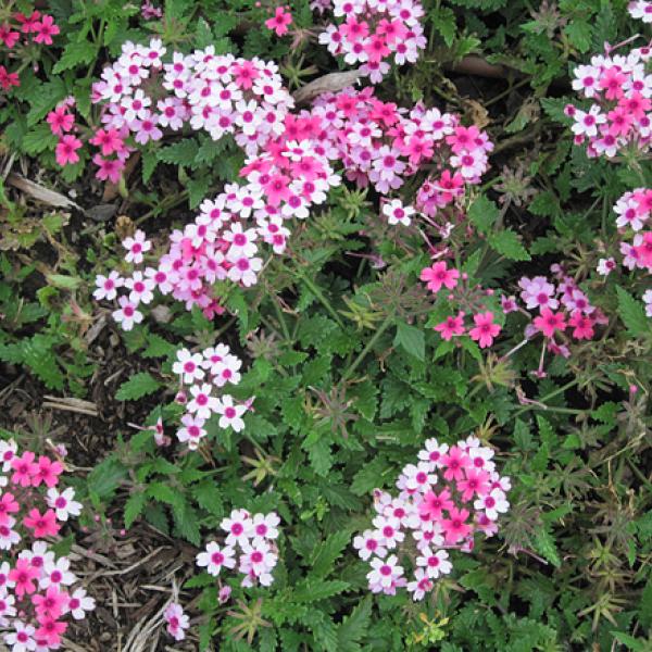 Verbena Lanai Bright Eye, clusters of light to darker pink small flowers