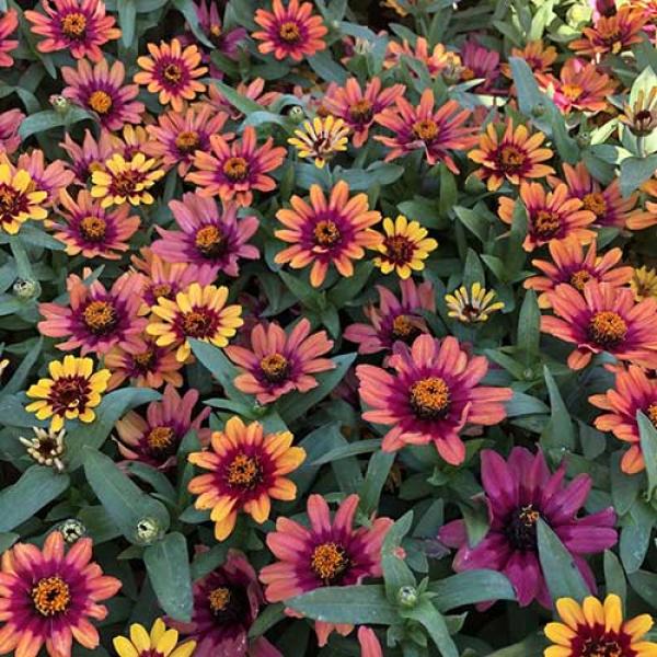 Zinnia Profusion Red Yellow bicolor, late season color