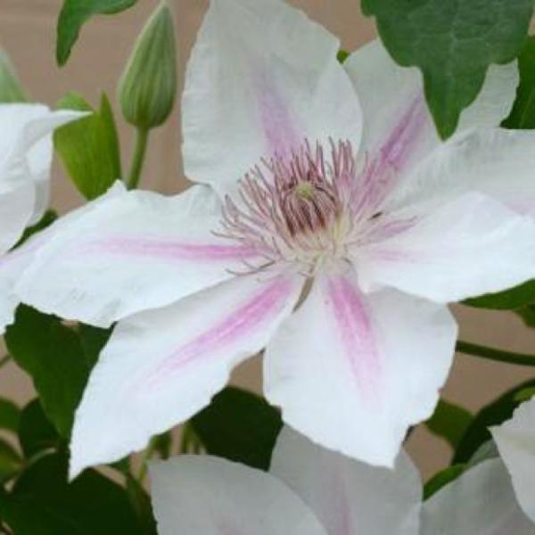 Clematis Corrine, white with pink stripes from the center