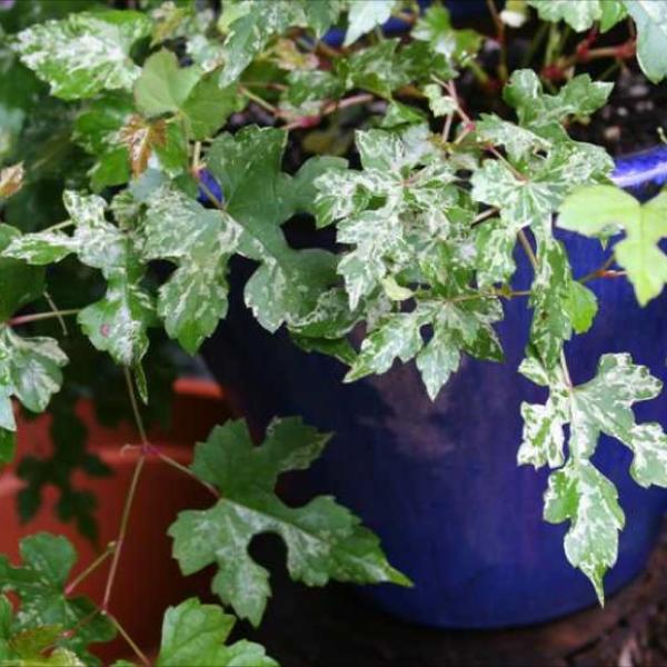 Porcelain Berry Elegans Friends School Plant Sale porcelain-berry-elegans-friends-school-plant-sale