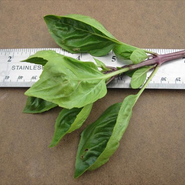 Basil 'Cardinal', green leaves and purple stem