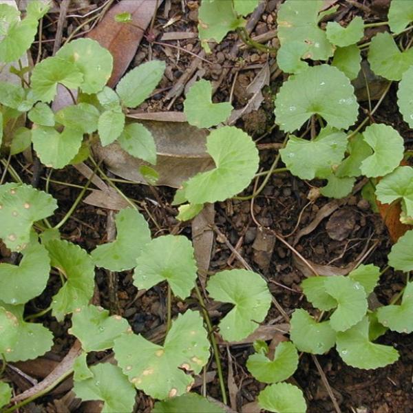 Centella asiatica, green leaves like fat parentheses