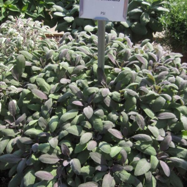 Tricolor sage with white edges and a purple tinge