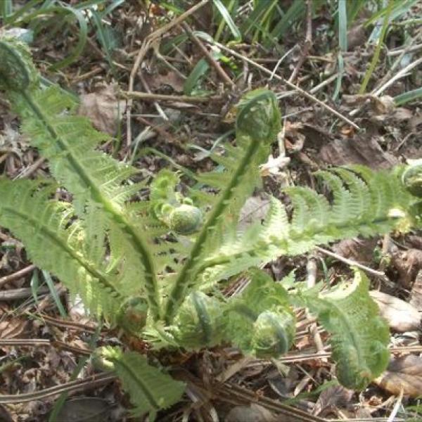 Matteuccia struthiopteris, fronds unfurling