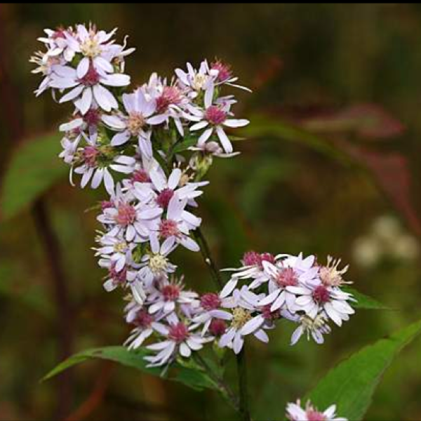 Aster cordifolius, white petals and centers in pink or yellow