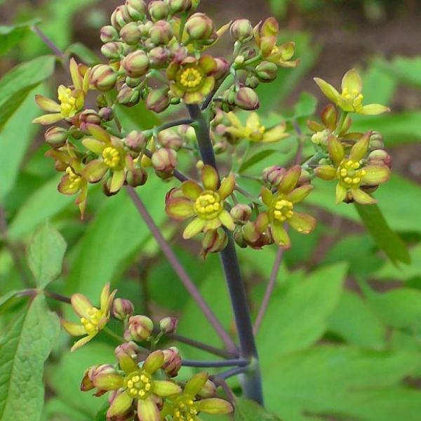Yellow and brown flowers on dark stems, Caulophyllum thalictroides