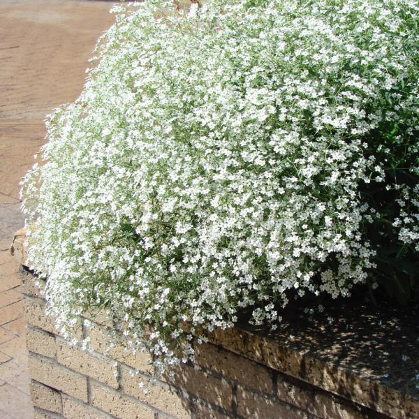 Euphorbia corollata, bushy full habit, covered in white flowers