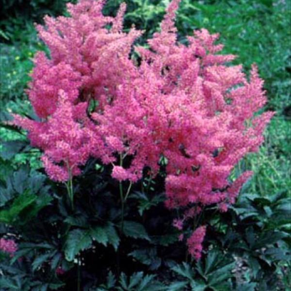 Astilbe 'Glow', strong pink fluffy flowers