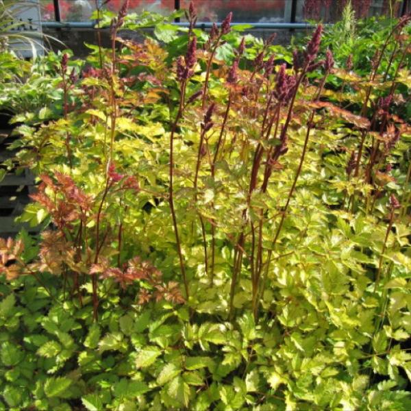 Astilbe Color Flash Lime, yellow green leaves, dark stems