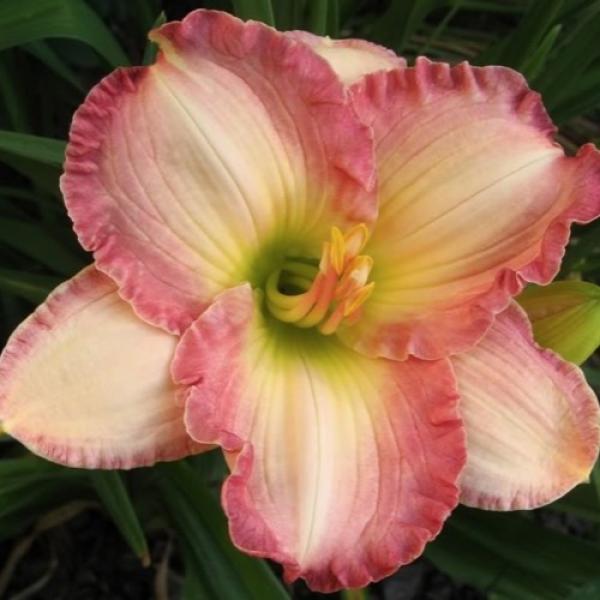 Hemerocallis Frosted Vintage Ruffles, pink-salmon ruffled edges, light yellow centers, green throat