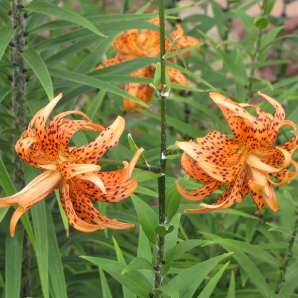 Lily, Species - Tiger Lily, Double | Friends School Plant Sale