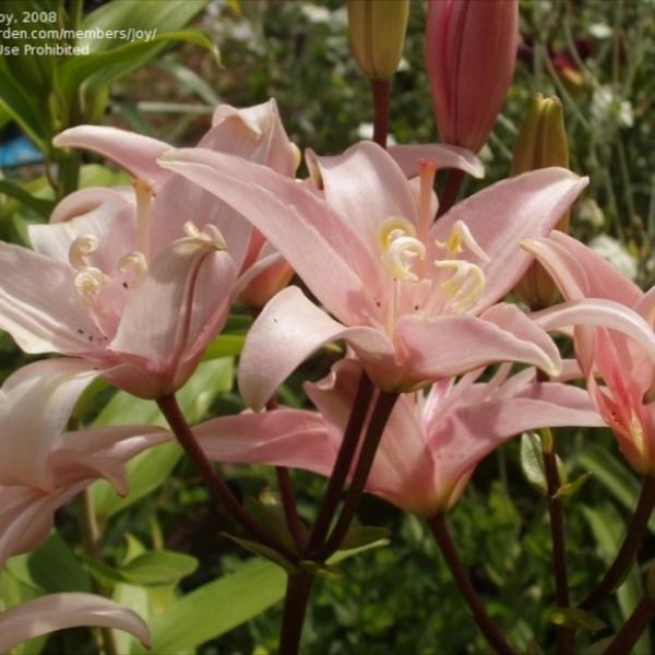 Lily, Asiatic - Elodie | Friends School Plant Sale