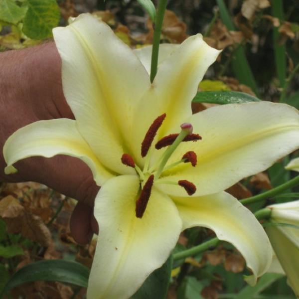 Lily, Orienpet - Honeymoon | Friends School Plant Sale
