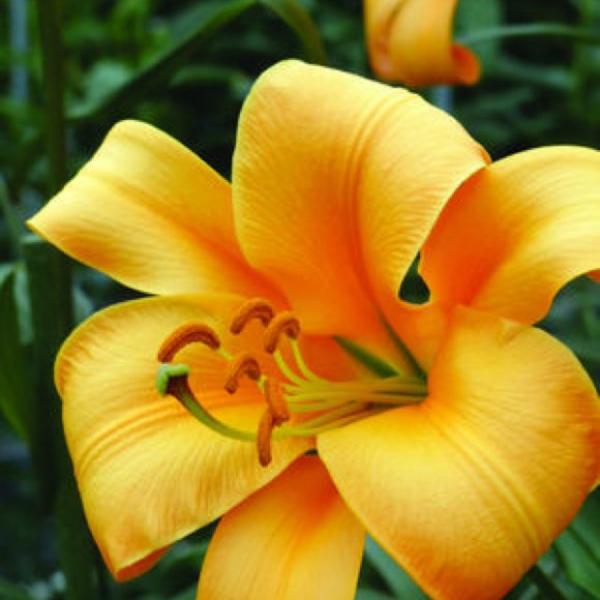 Lilium Orange Planet, bright gold with orange highlights