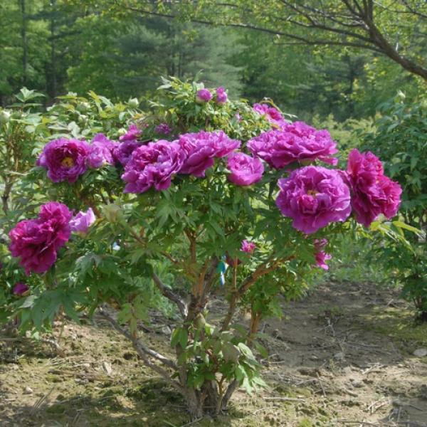 Peony, Woody - Shima Dajin | Friends School Plant Sale