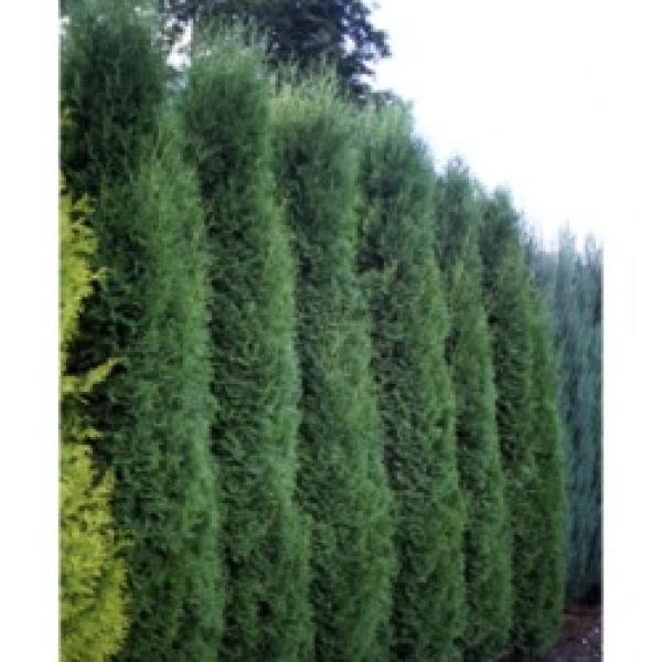 Arborvitae Holmstrup Friends School Plant Sale