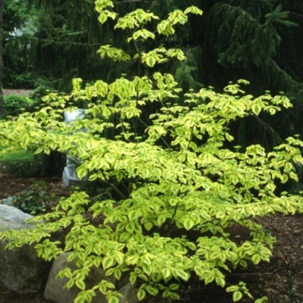 Cornus Golden Shadows showing pagoda dogwood habit