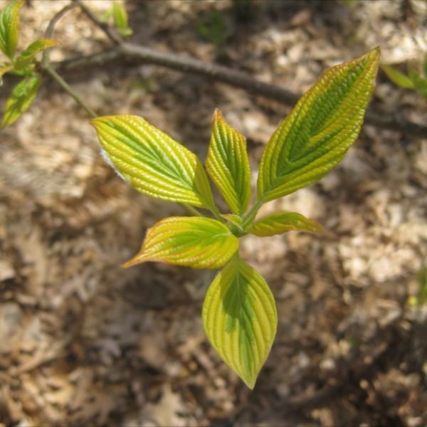 Cornus Golden Shadows leaves emerging in spring