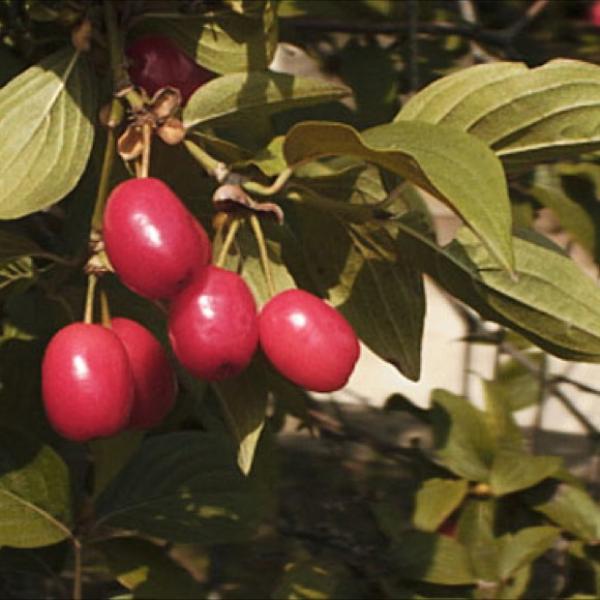Cornus mas' red fruit