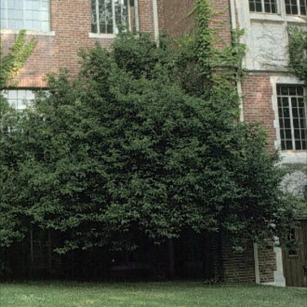 Cornus mas, green shrubby habit