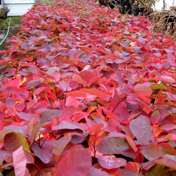 Cotton Candy smoketree seedlings showing bright red fall color