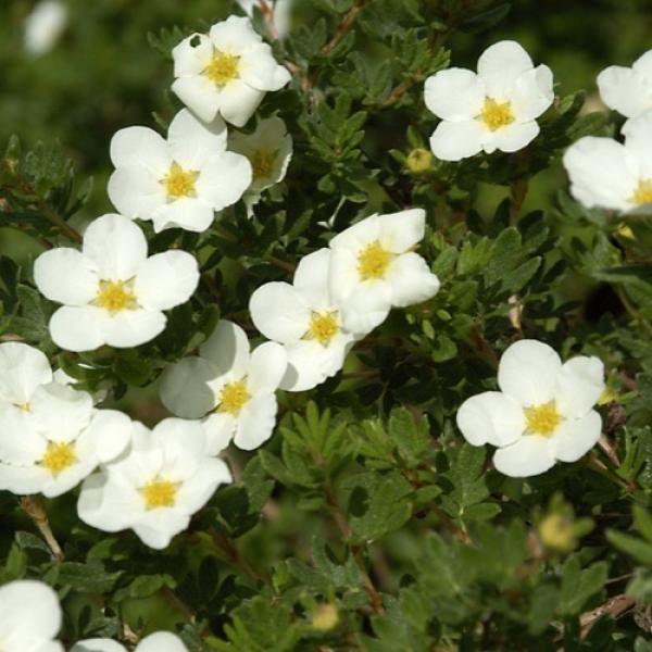 Potentilla McKay's White, green shrub with white simple flowers