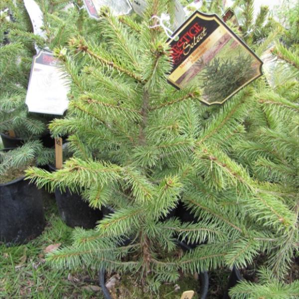 spruce-meyer-s-blue-p-meyeri-friends-school-plant-sale