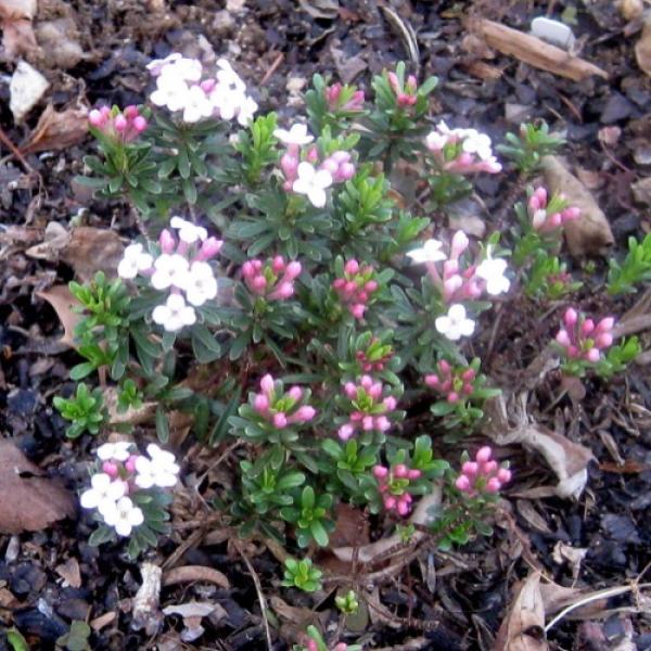 Daphne x hendersonii Aymon Correvon, light pink flowers and low shrub