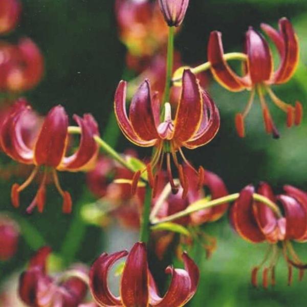 Lilium Dalhansonii, dark red to orange down-facing lily