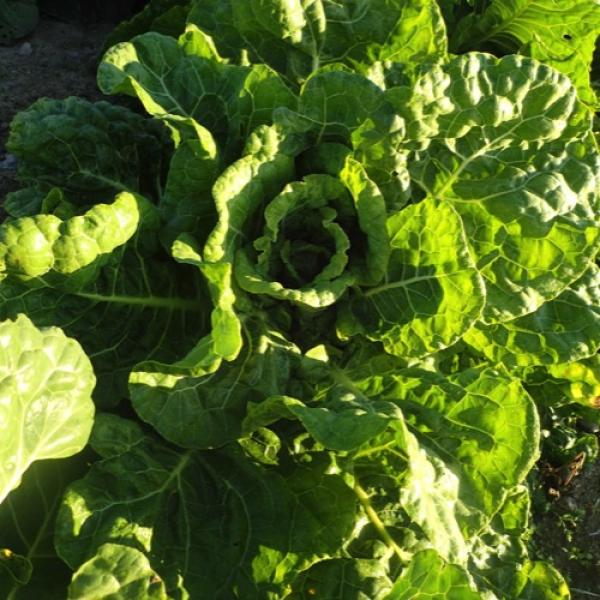 Collards Cascade Glaze Friends School Plant Sale