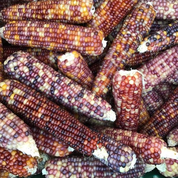 Popcorn Magnificent, full ears of kernels in white, yellow, orange, pink