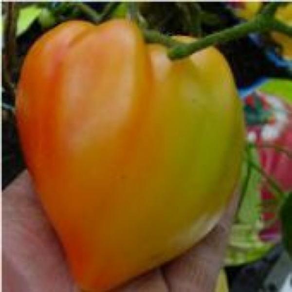 Orange Russian 117 tomato, yellow and orange heart-shaped