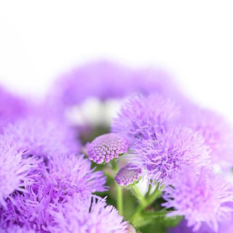 Ageratum Bumble Blue, cluster of small blue-lavender fuzzy flowers