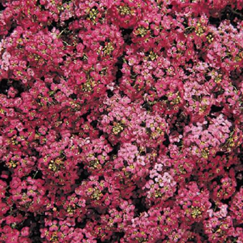 Alyssum Wonderland Deep Rose, many small deep rose flowers