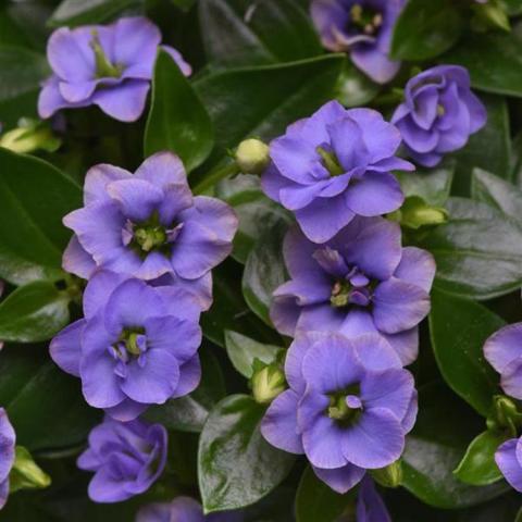 Exacum Jupiter Blue, blue-lavender violet-like flowers with dark eyes
