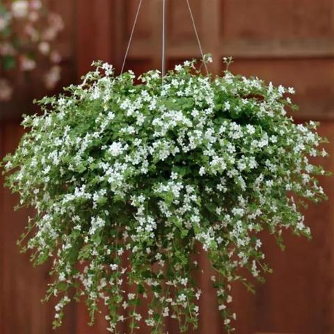 Bacopa Snowtopia, many white flowers on a green trailing plant
