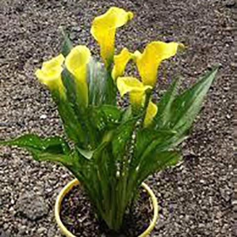 Calla Sun Club, upright plant with yellow rolled flowers and green leaves