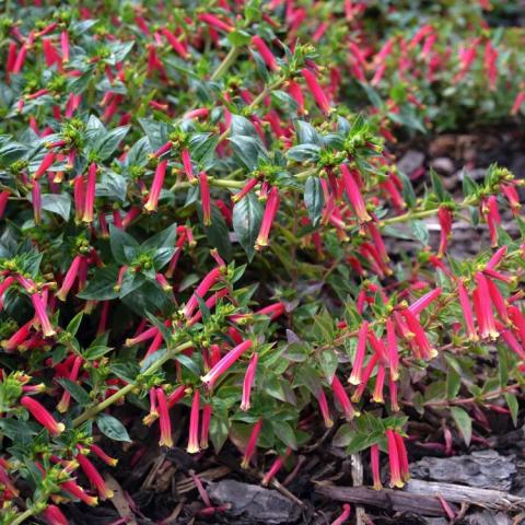 Cuphea Honeybells, many small dangling dark pink flowers with whitish ends