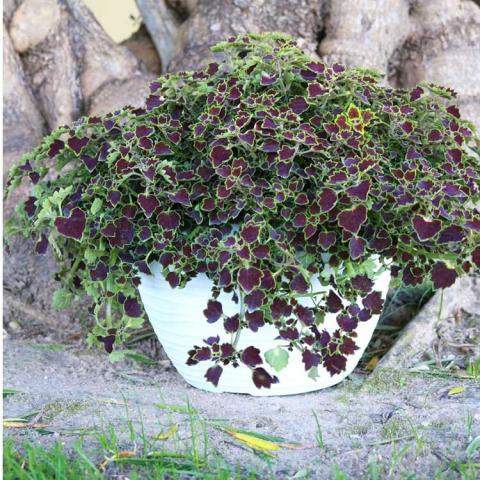 Coleus Great Falls Niagara, trailing with burgundy leaves edged in green