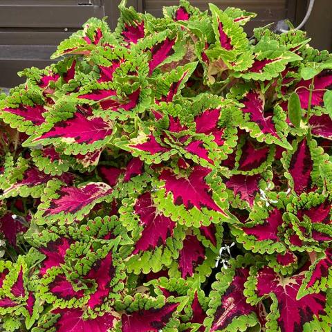 Coleus Heartbreaker, brilliant magenta centers and bright green edges