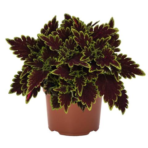 Coleus Main Street Bourbon Street, deep burgundy outlined with green