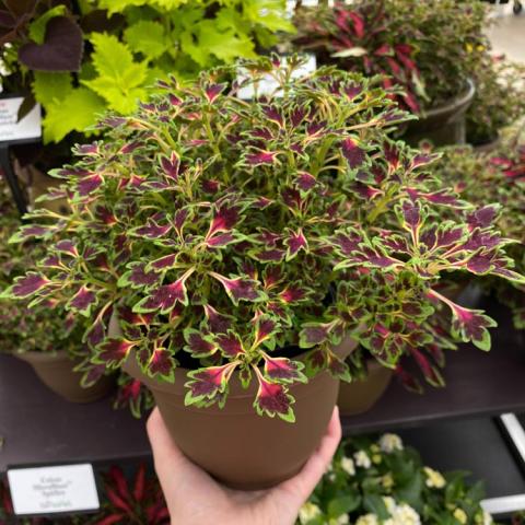 Coleus Micro Blaze Matchsticks, small burgundy leaves with light green edges